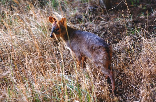 Pudú, Patagonia