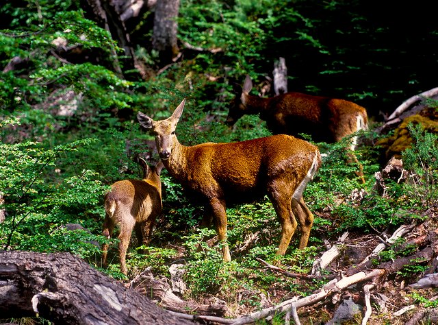 Huemul, Patagonia