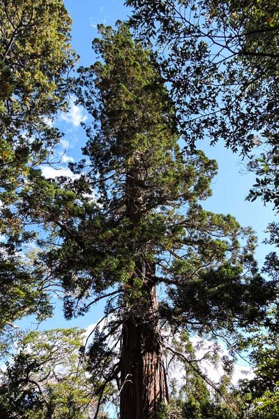 Alerce (Fitzroya cupressoides) Alerce (Fitzroya cupressoides)