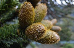 Araucaria araucana, Pehuén