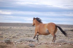 Caballos en la Ruta 40, Santa Cruz