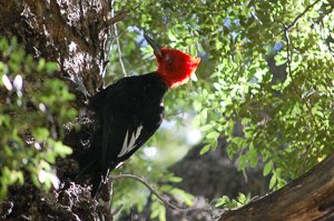 Observación de aves