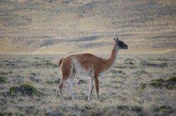 Guanaco, PN Perito Moreno