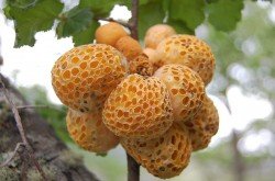 Llao Llao (Cytaria darwinii)