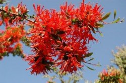 Notro (Embothrium coccineum)