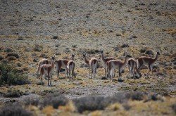 Guanacos en la Ruta 40