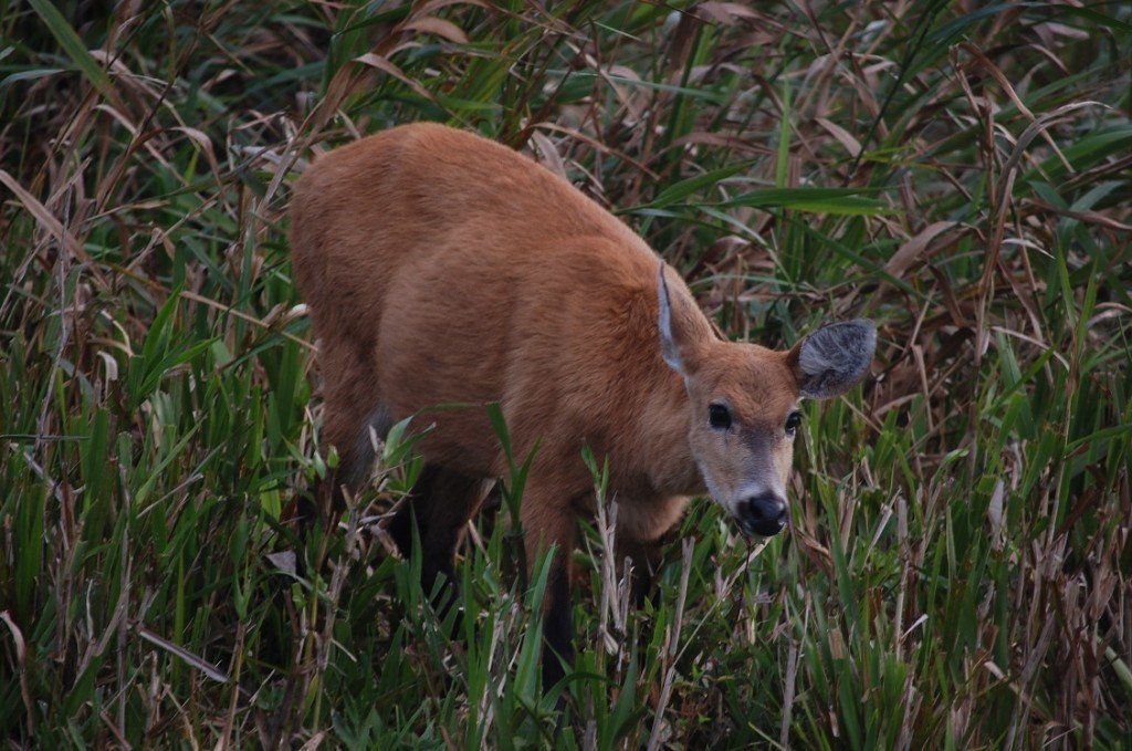 Ciervo de los Pantanos