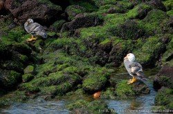 Quetro Cabeza Blanca (Tachyeres leucocephalus)