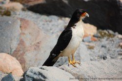 Matamico Blanco (Phalcoboenus albogularis)