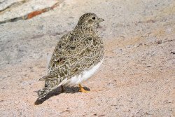 Agachona Chica (Thinocorus rumicivorus)