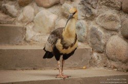 Bandurria Austral (Theristicus melanopis)
