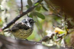 Cachudito Pico Negro (Anairetes parulus)