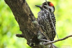 Carpintero Bataraz Grande (Picoides lignarus)