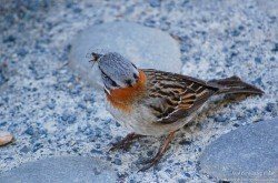 Chingolo (Zonotrichia capensis)