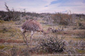 Choique (Rhea Pennata)