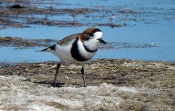 Chorlito Doble Collar (Charadrius falklandicus)