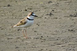 Chorlito de Collar (Charadrius collaris)