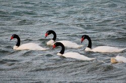 Cisne de Cuello Negro (Cygnus melancoryphus)