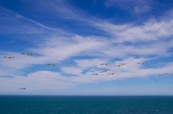 Punta Delgada, Península Valdés