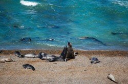 Lobos marinos, Península Valdés