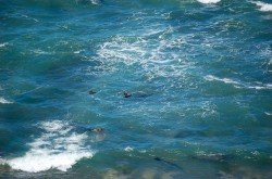 Lobos marinos, Península Valdés