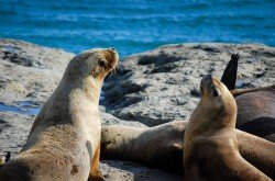 Lobos marinos, Península Valdés