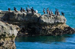Cormoranes, Península Valdés