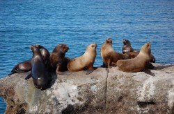 Lobos marinos, Península Valdés
