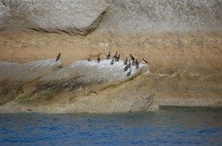 Cormoranes, Península Valdés