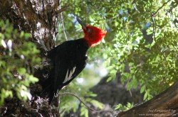 Carpintero Gigante (Campephilus magellanicus)