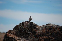 Monumento Natural Bosques Petrificados