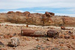 Monumento Natural Bosques Petrificados