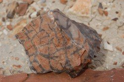 Monumento Natural Bosques Petrificados