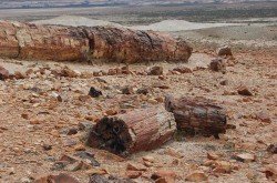 Monumento Natural Bosques Petrificados