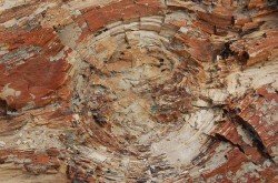 Monumento Natural Bosques Petrificados