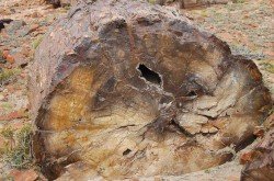 Monumento Natural Bosques Petrificados