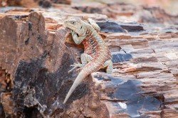 Monumento Natural Bosques Petrificados