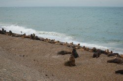 Lobos marinos, Caleta Olivia
