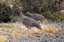 Martineta Común (Eudromia elegans), Punta Tombo