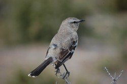 Calandria Mora (Mimus patagonicus), Punta Tombo