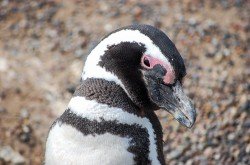 Pingüino Magallánico (Spheniscus magellanicus), Punta Tombo