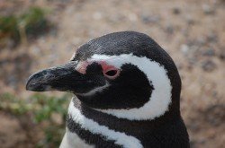 Pingüino Magallánico (Spheniscus magellanicus), Punta Tombo