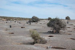 Pingüinos Magallánicos anidando, Punta Tombo
