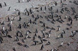 Pingüino Magallánico (Spheniscus magellanicus), Punta Tombo