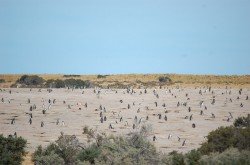 Pingüinos Magallánicos anidando, Punta Tombo