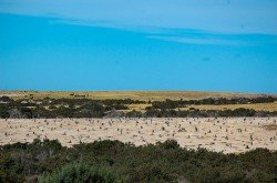 Pingüinos Magallánicos anidando, Punta Tombo