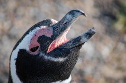 Pingüino Magallánico (Spheniscus magellanicus), Punta Tombo
