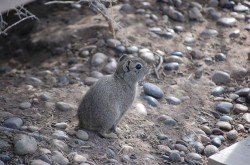 Cuis común (Galea musteloides), Punta Tombo