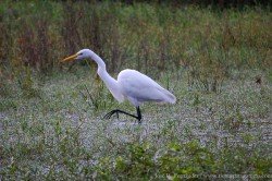 Garza Blanca (Ardea alba)