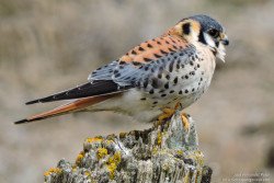 Halconcito Colorado (Falco sparverius)